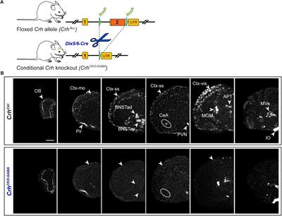 Deletion of CRH From GABAergic Forebrain Neurons Promotes Stress Resilience and Dampens Stress-Induced Changes in Neuronal Activity